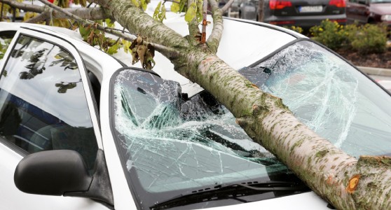 Uma fotografia de uma árvore caída sobre um carro
